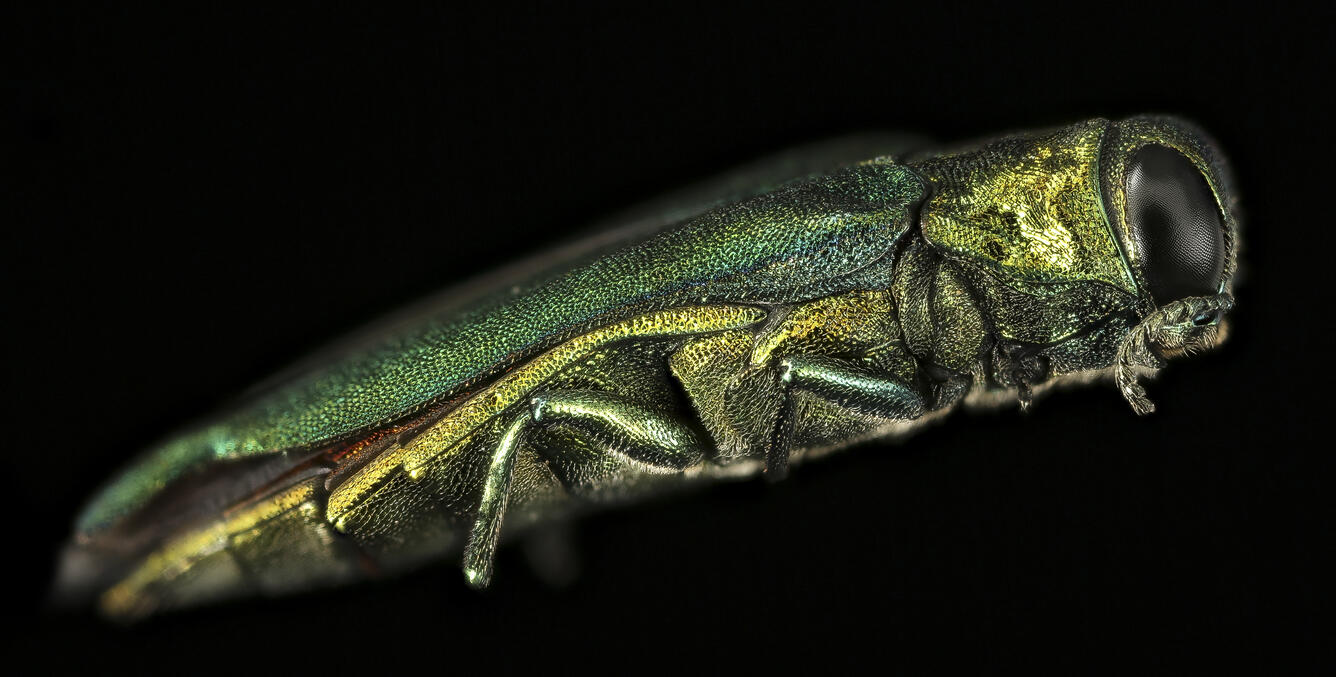 Emerald Ash Borer beetle — detailed side view showing metallic green and gold coloring