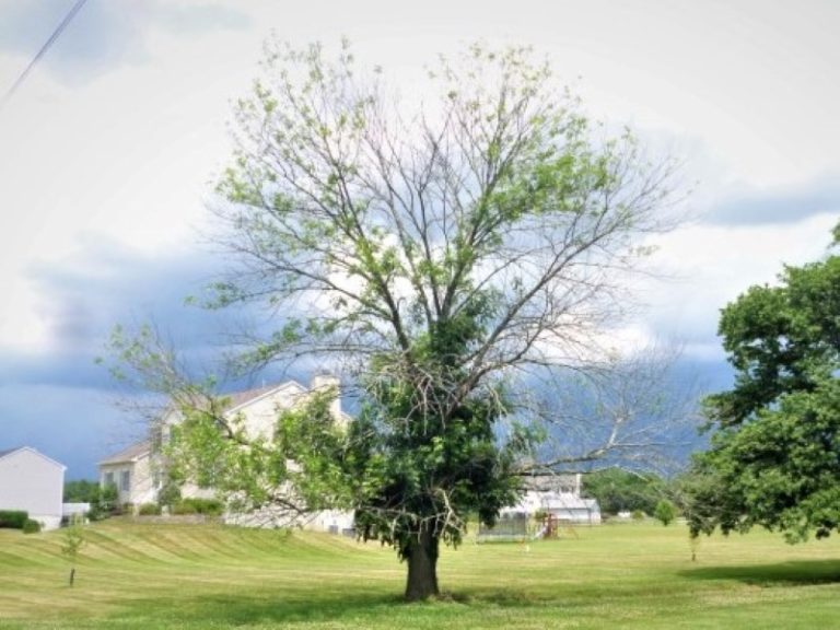 Real-world example of an ash tree with Emerald Ash Borer damage — severe canopy thinning and dieback starting at the top